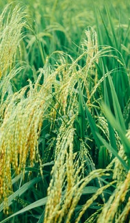 廣西綠盾蟲害防治服務有限公司